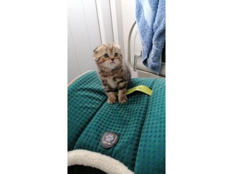 Golden tabby scottish fold ayı surat