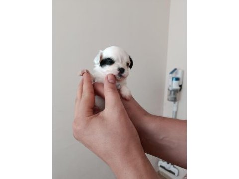 Anne altında a kalite chihuahua yavrular