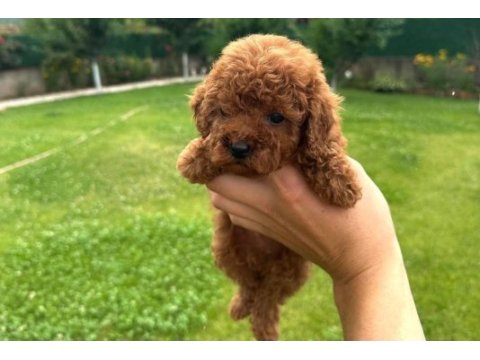 Toy poodle ırk garantili köpekler