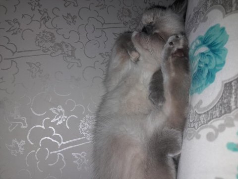 Blue point british shorthair