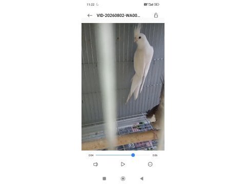 Erkek albino sultan papağanı