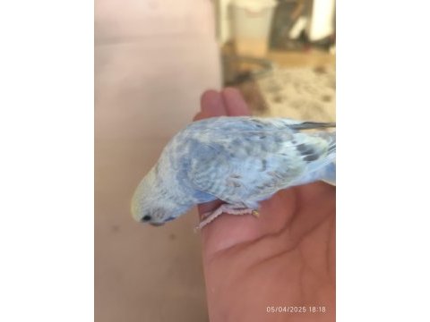 Yeni yeme düşen bebek muhabbet kuşu yavrular