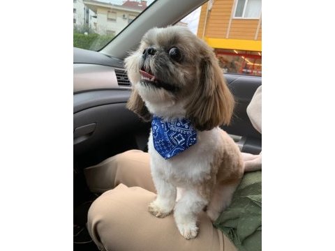 Safkan shıh-tzu (şitsu) köpekler