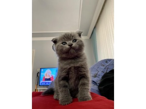60 günlük scottish fold