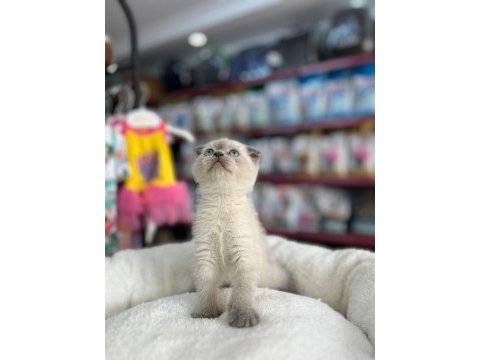 Scottish fold 2 aylık