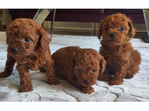 Kore toy poodle yavruları