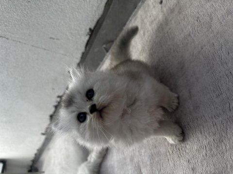 Yavrularımın british longhair yavruşları