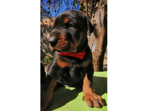 A şecereli anne ve babadan üst düzeyde kaliteli dobermanlar