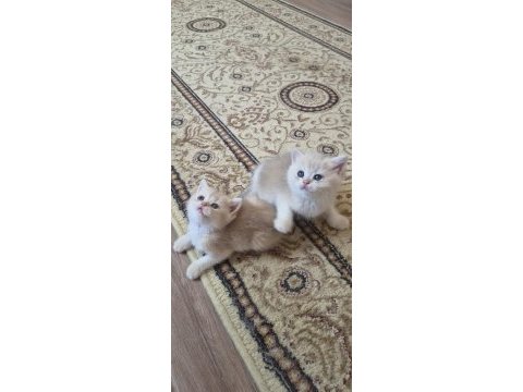 Sahiplendirme erkek kedimiz
