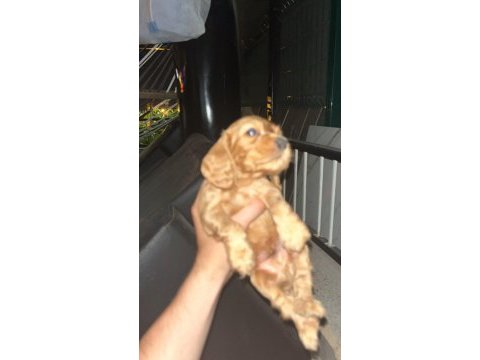 1.5 aylık cocker yavrular