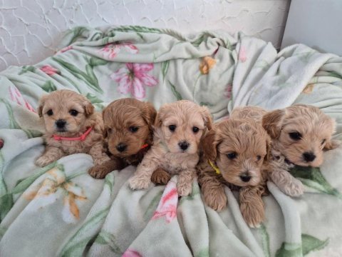 Maltipoo yavru köpekler
