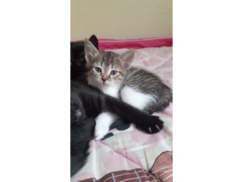 Ücretsiz 4 yavru anne kedim