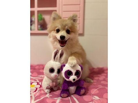Köpeğimiz kuki için ömürlük yuvasını arıyoruz