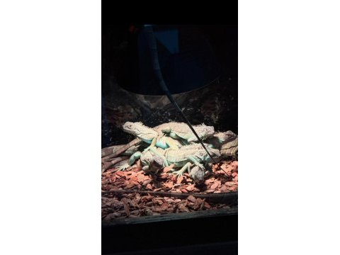 Kırmızı mavi yeşil iguanalar