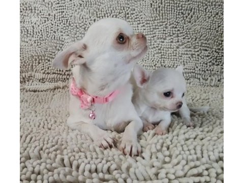 Şivava türkiye şampiyonu babanın yavruları chihuahua