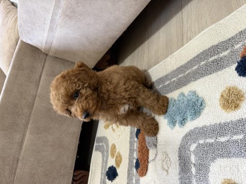 Toy poodle köpeklerimiz