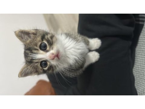Minik oyuncu kedimizi sahiplendiriyoruz
