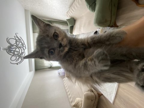 2 aylık british shorthair dişi yavrumuz