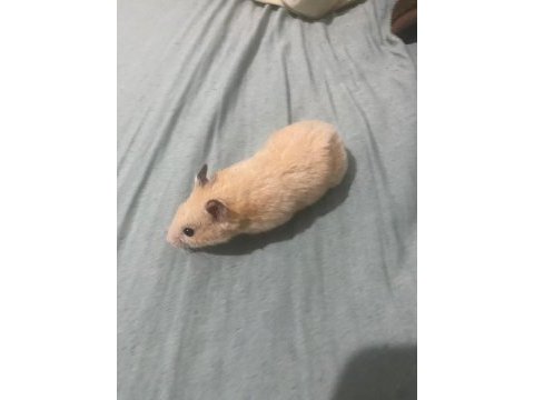 Acil hamster ilan çok ucuza vereceğim