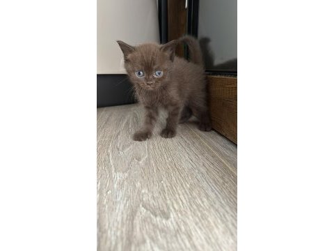 Çikolata özel renk çok özel yavru kediler