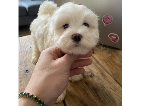 Mini boy show kalitede safkan maltese terrier