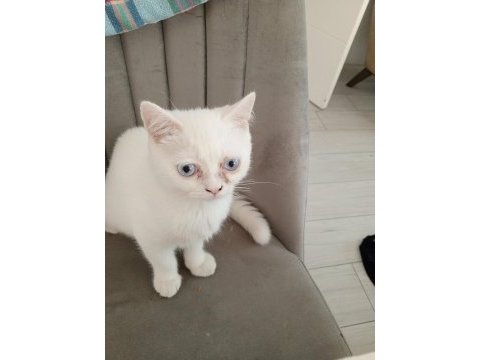British shorthair kedisi