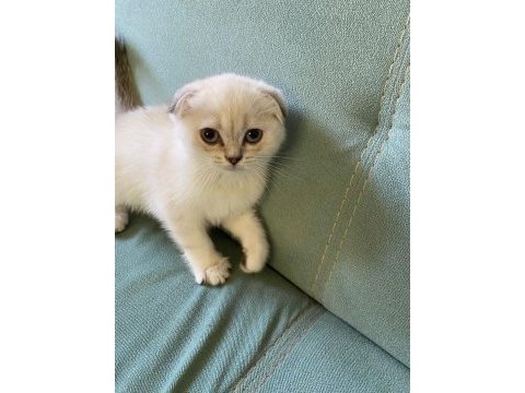 26 nisan doğumlu, safkan dişi scottish fold yavrumuz