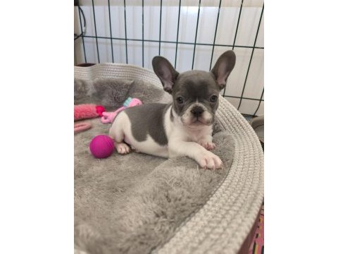 Nadir lilac pied aşılı ped eğitimli french bulldog kızımız