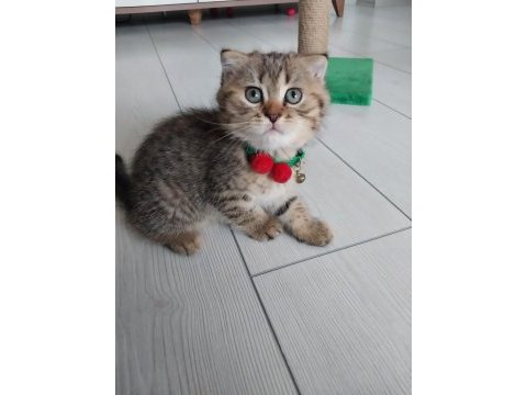 Muhteşem güzellikte scottish fold bebeğimiz