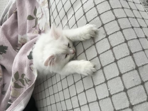 British longhair