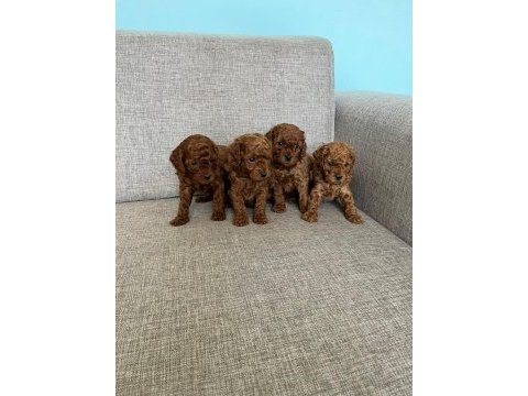 Kendi kızımın poodle bebekleri