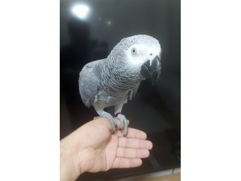 Yerli üretim kapalı bilezik jako konuşur eğitimli