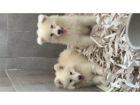 Burkem çiftliğimizden kar topu samoyed yavrularımız
