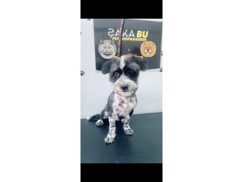 Terrier siyah beyaz