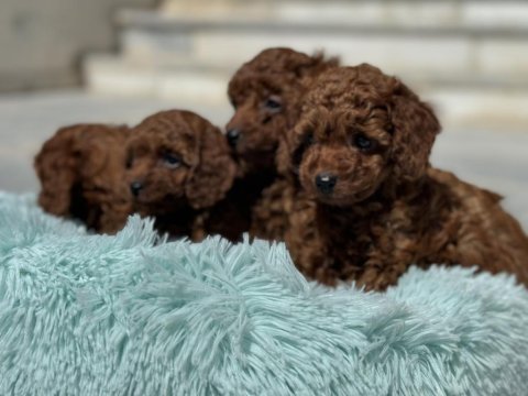 Petmode köpek çiftliğinde ziyarete açık toy poodle