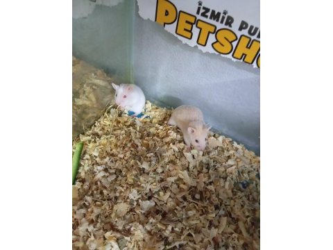 Oyuncu hamster yavruları