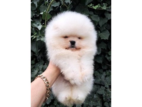 Luvpaw dan ayı surat pomeranian boo yavrular