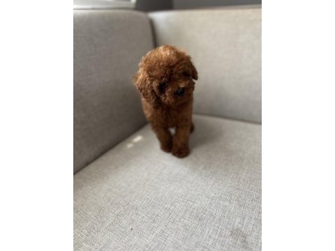 Kore kan toy poodle bebekler