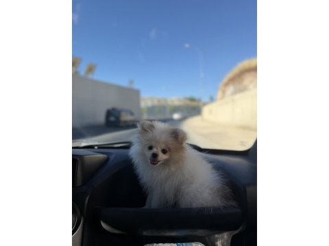 Köpek pomeranian boo