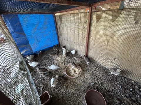Etlik bıldırcın ve kuluçkalık döllü yumurta