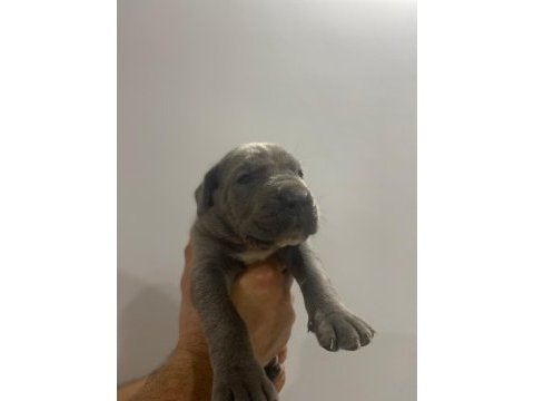 Mükemmel cane corso yavrular