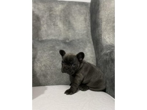 Kaliteli french bulldog yavrular