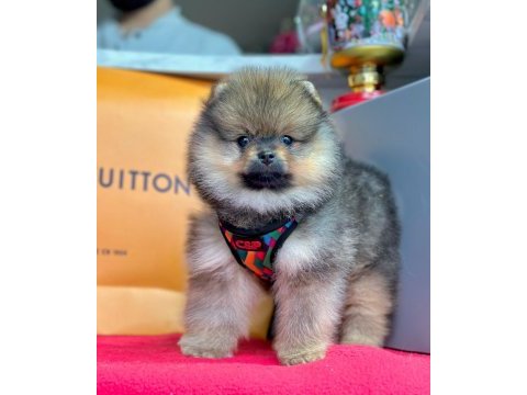 Safkan pomeranian boo bebekler