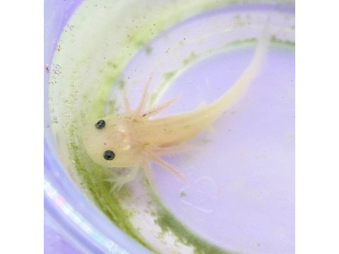 Axolotl yavrular