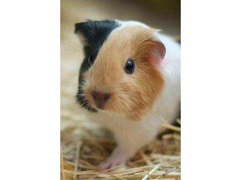 Yavru ginepigler burada