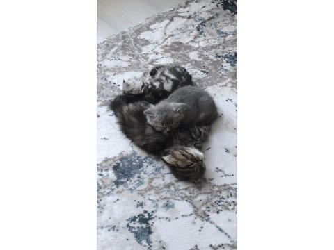 2 aylık kediler