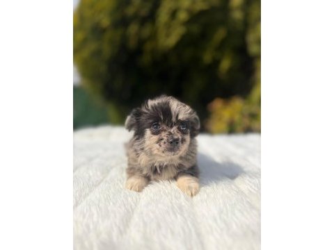 A++ kalitede chihuahua yavrumuz