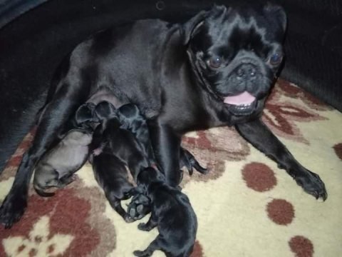 Pug yavruları