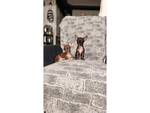 Kg garantili teacup chihuahua bebekler