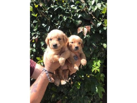 Golden retriever yavrular